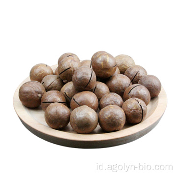 Ukuran besar kacang macadamia panggang di shell